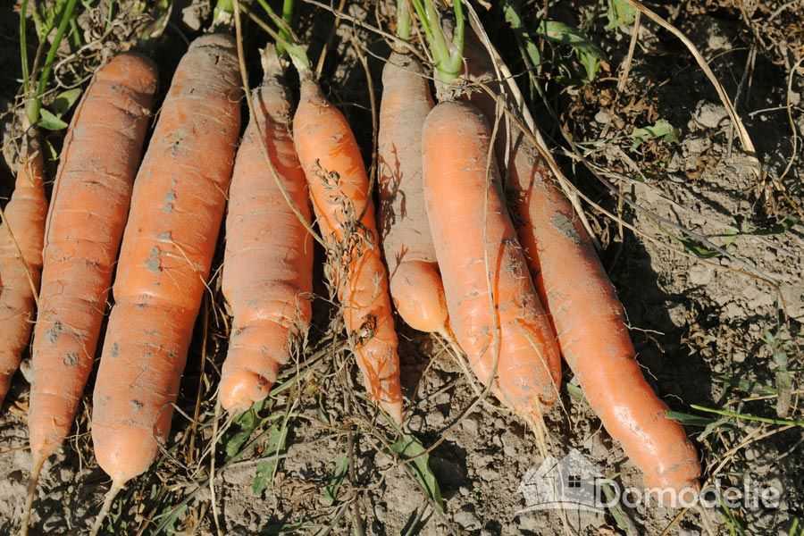 чаще всего проводится посадка моркови весной