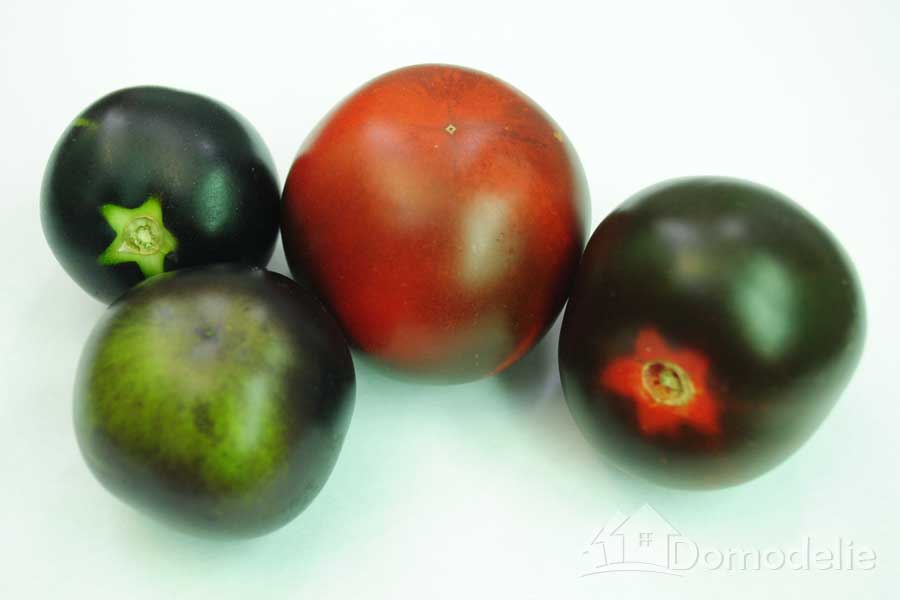 Плоды томатов сорта Американский синий