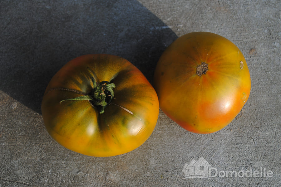 Созревшие плоды томата ромовая баба
