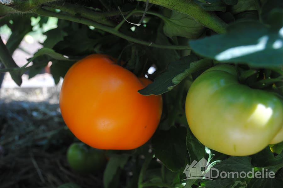 Выращивание томата янтарный мед