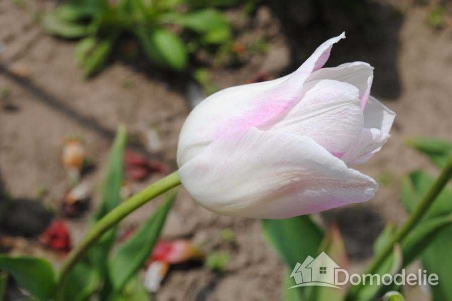 Цветок тюльпанов в открытом грунте